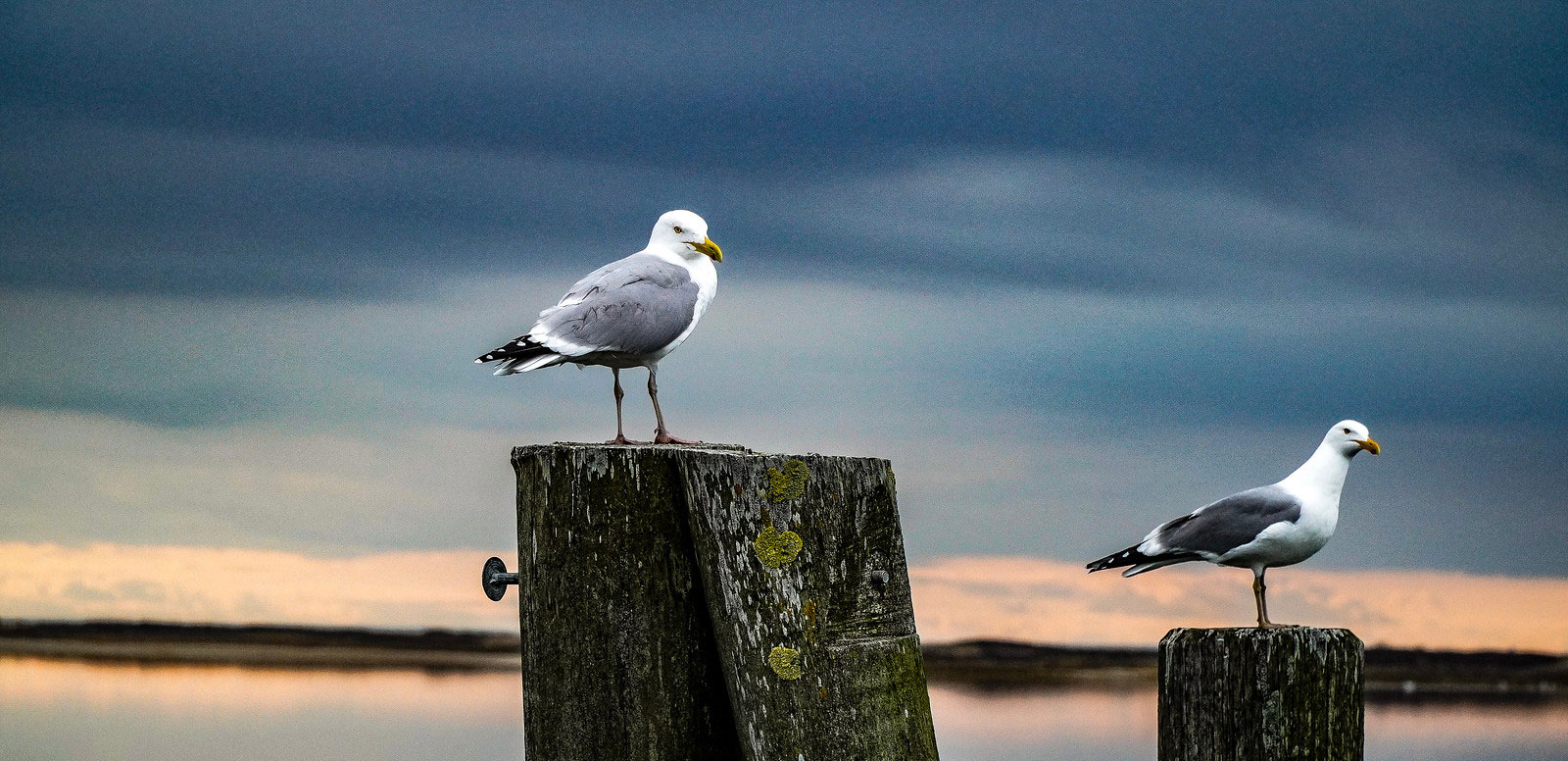 Seagulls resting